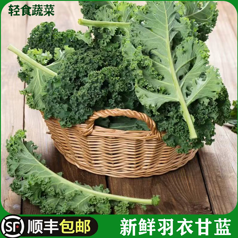 羽衣甘蓝新鲜嫩叶榨汁沙拉蔬菜