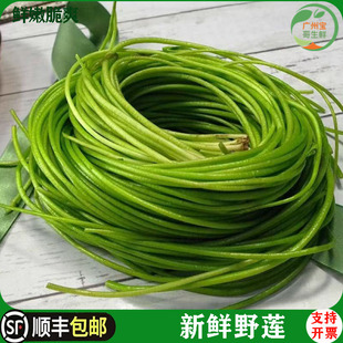 新鲜台湾野莲水莲菜龙骨瓣莕菜 酒店特色菜闷炒凉拌榨汁 单包4两