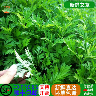 艾草新鲜食用蔬菜现摘清明草粑粑青团3斤艾叶新鲜艾草叶当季蔬菜