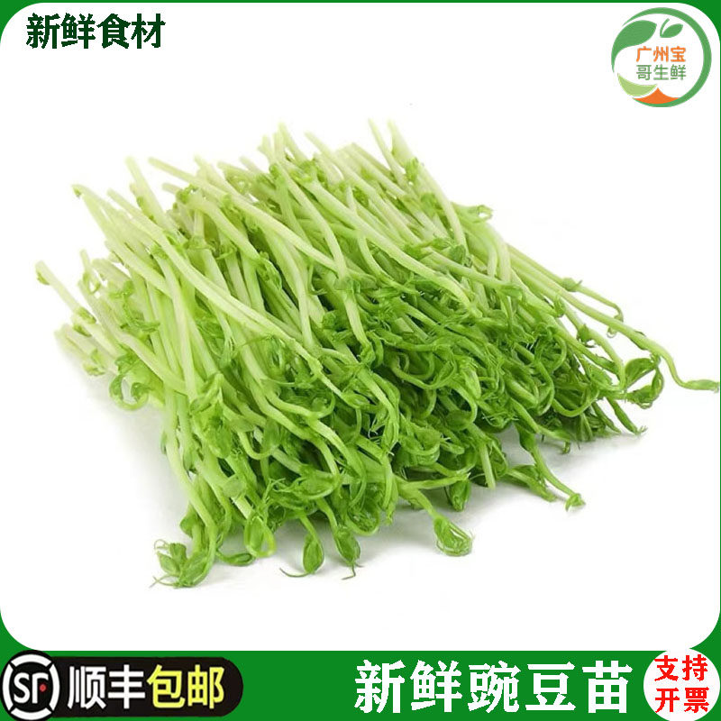 新鲜蔬菜豌豆苗碗豆尖豌豆芽苗菜500g一份两包一包250g绿色农家