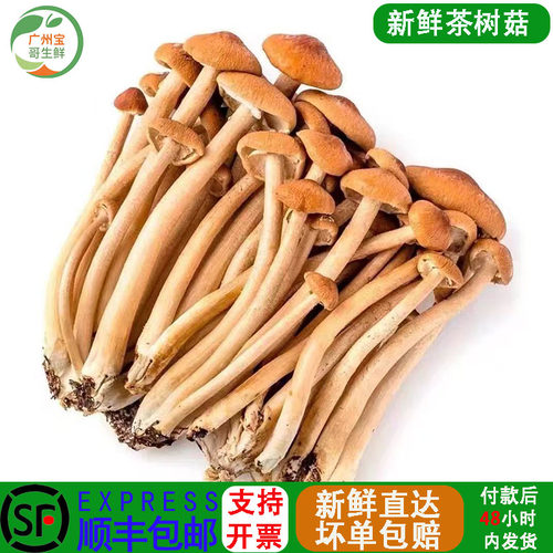 新鲜非野生茶树菇4斤装