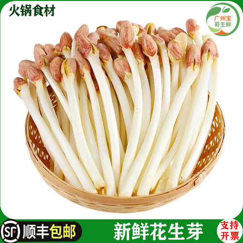 新鲜花生芽花生苗火锅食材蔬菜