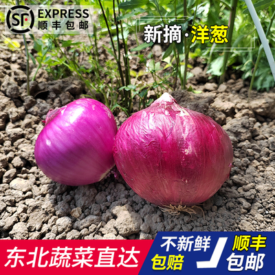 东北紫皮洋葱5斤新鲜小果洋葱头农家蔬菜水果红皮小圆葱批发包邮