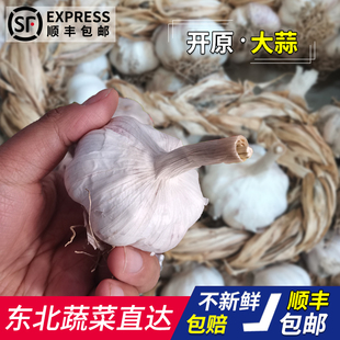 东北开原干蒜蔬菜包邮紫皮大蒜新鲜整箱2024白皮大蒜头批发