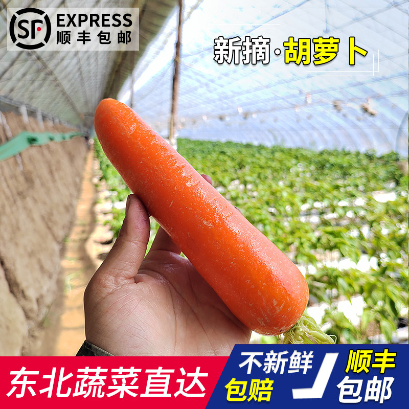 红萝卜水果胡萝卜新鲜红罗卜蔬菜萝卜/胡萝卜