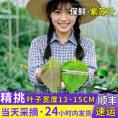 小叶苏子叶韩国烤肉叶紫苏叶新鲜