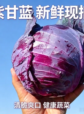 云南高山紫甘蓝紫包菜农家种植沙拉蔬菜生吃凉拌紫色包心菜
