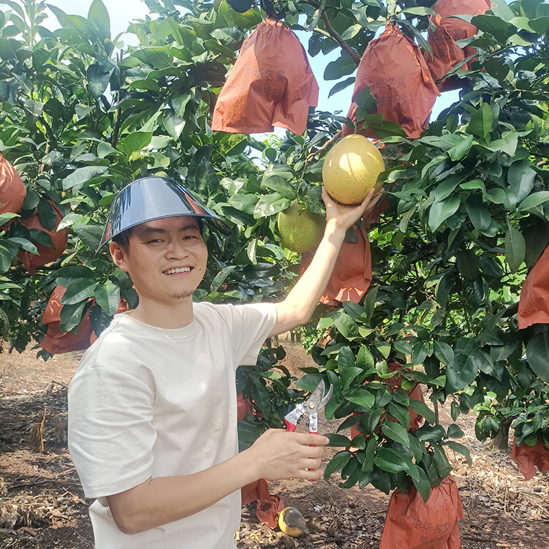 现摘新鲜水果红心柚子