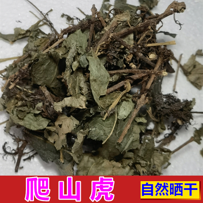 干货爬山虎假葡萄藤爬墙虎根藤叶切段500g包邮趴山虎捆石龙中药材