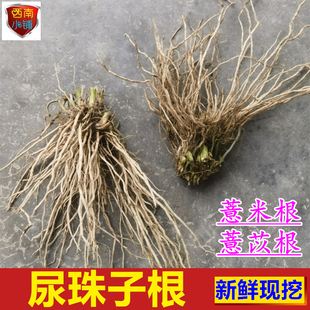 新鲜薏苡根 现挖尿珠子根（薏米根 药玉米根五谷根）药材500g包邮