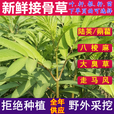 现采新鲜接骨草根茎叶