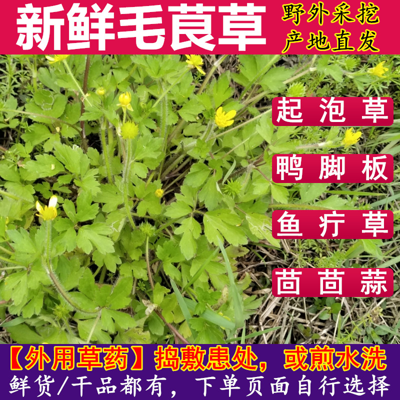 新鲜毛茛起泡草鸭脚板茴茴蒜