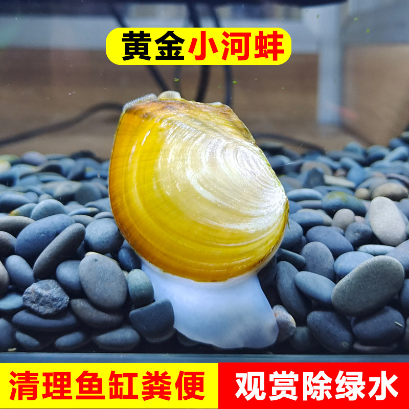 清理专吃粪便净化水质净水黑金刚河蚬清洁观赏螺贝类黄金河蚌鱼缸