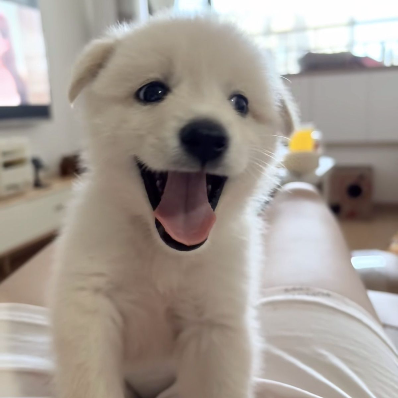 中华田园犬活体狗狗纯白看家犬幼犬小白狗