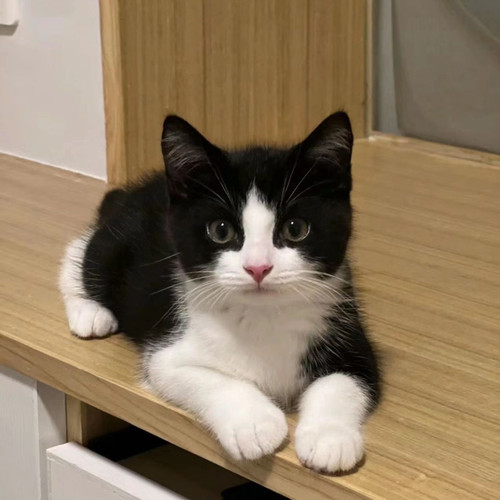 中华田园猫狸花猫橘白猫黑白奶牛猫活体小老虎猫奶牛猫黑猫青年猫