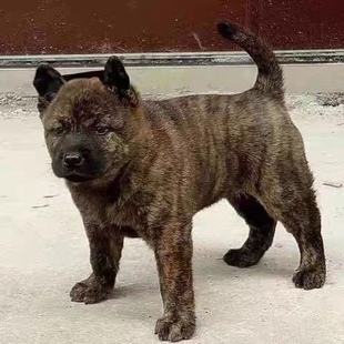 中华田园犬活体虎斑犬幼犬田园犬土狗幼犬看家犬