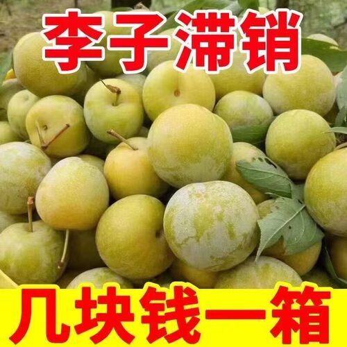 四川脱骨李子青脆新鲜水果当应季整箱5斤时令孕妇特大甜现摘包邮
