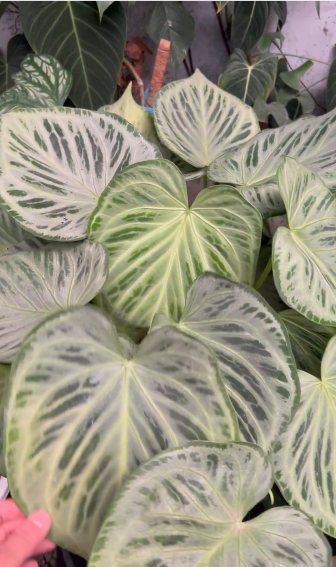 银刷子花烛铜锣烧花烛银月饼克莱恩花烛水晶花烛ins风热植盆栽