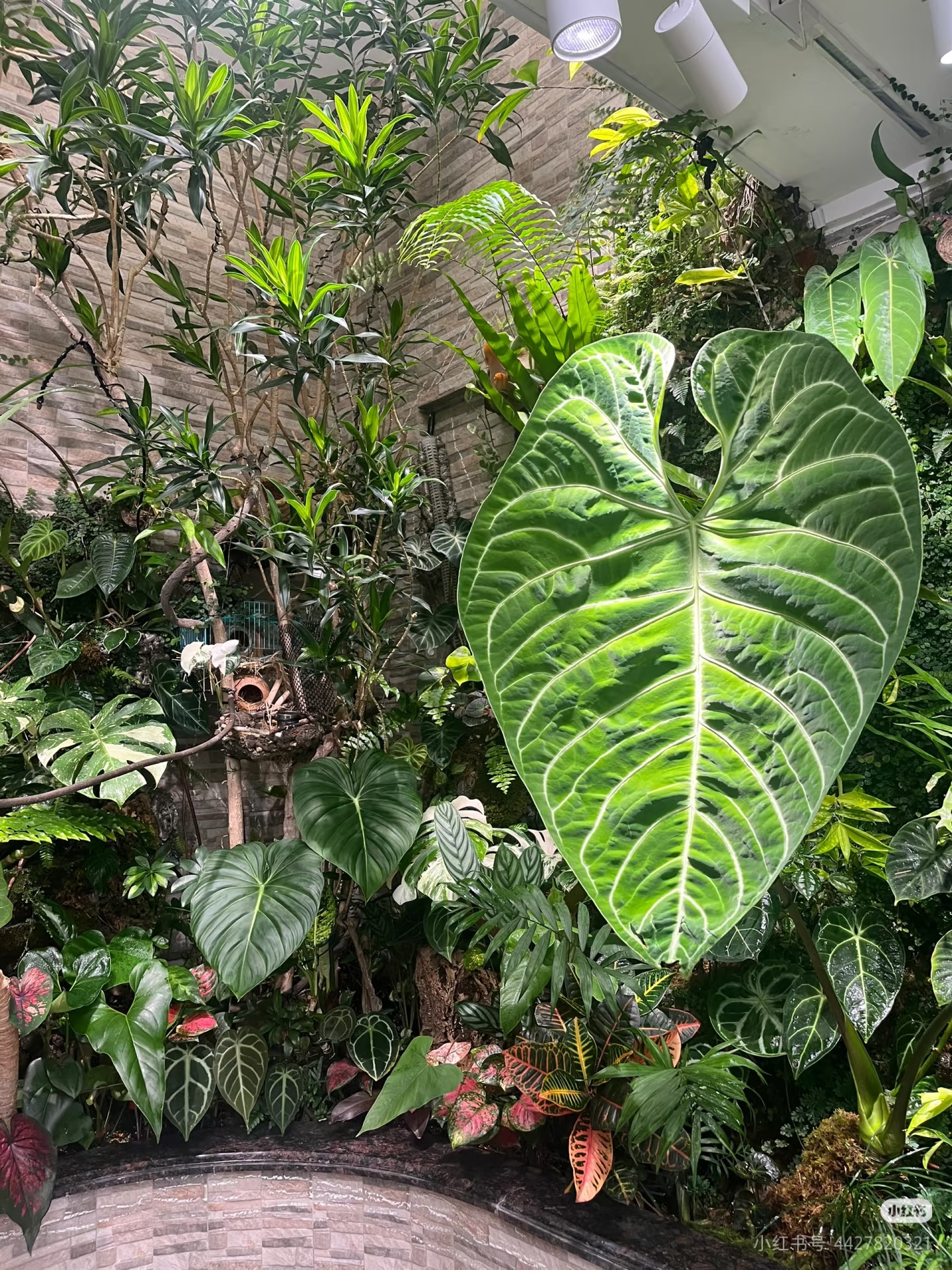 帝王花烛盆栽室内客厅办公室桌面绿植花卉四季常青好养活净化空气