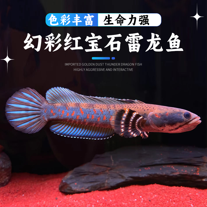 幻彩红宝石黄唇幻彩蓝宝石雷龙巴卡火背阿萨姆雷龙精品活体鱼好活
