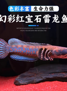 幻彩红宝石黄唇幻彩蓝宝石雷龙巴卡火背阿萨姆雷龙精品活体鱼好活