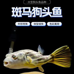 斑马狗头鱼毛毛狗头鱼河豚木瓜狗头河豚宠物热带淡水观赏鱼活体