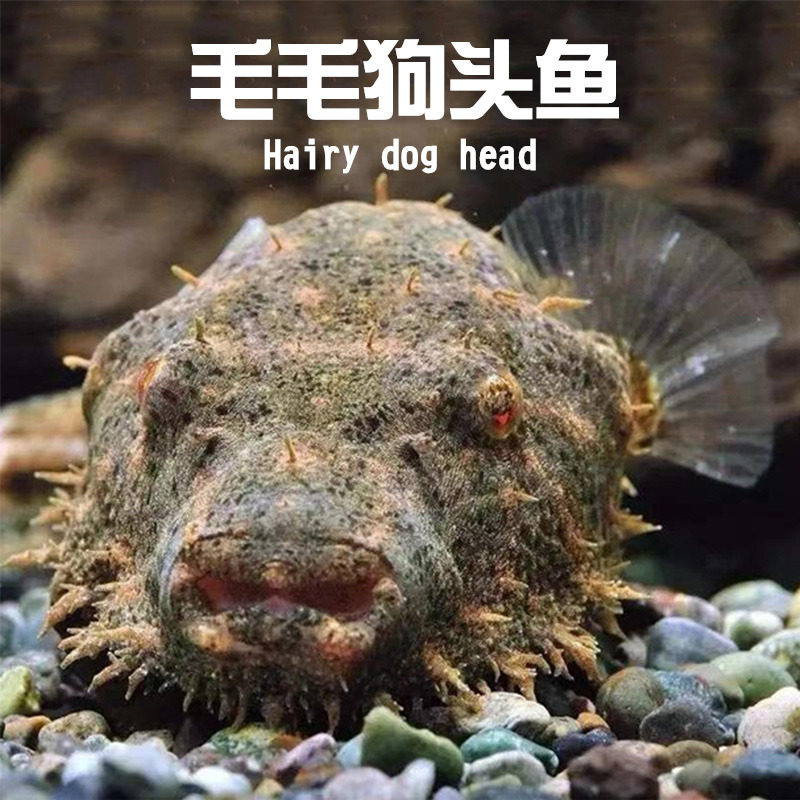 毛毛狗头鱼斑马皇冠淡水河豚潜水艇v字凶热带淡水观赏鱼