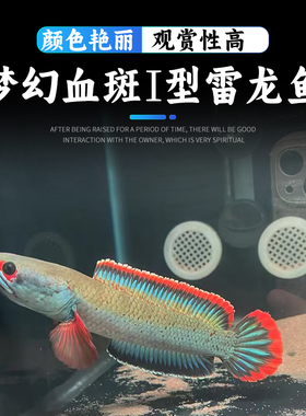 血斑雷龙一型  血斑一型 梦幻冰火雷龙发色漂亮凶猛小型鱼 好养活