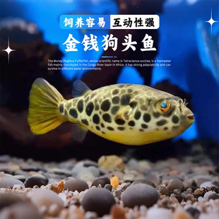金钱狗头鱼热带河豚观赏鱼斑马木瓜皇冠毛毛狗头鱼肉食性猛鱼活体