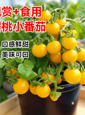 矮生番茄苗盆栽广东本地四季红黄色水果圣女果千禧小番茄种子秧苗