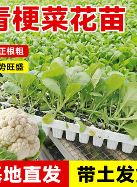 花菜秧苗带土花椰菜秧苗山东寿光60天白花菜耐寒松花青梗菜花苗