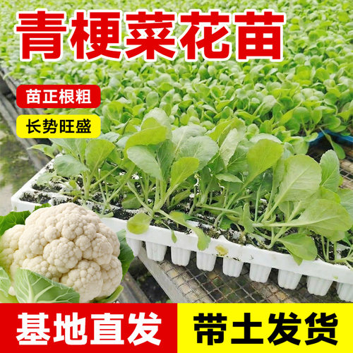 花菜秧苗带土花椰菜秧苗山东寿光60天白花菜耐寒松花青梗菜花苗
