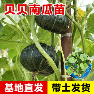 贝贝南瓜种子惠和一号种籽甘甜粉糯四季 盆栽正宗板栗味南瓜苗秧苗