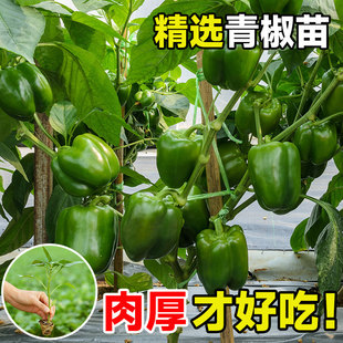 水果甜椒种子特大高产不辣肉厚四季灯笼辣椒圆椒种籽彩椒菜椒秧苗