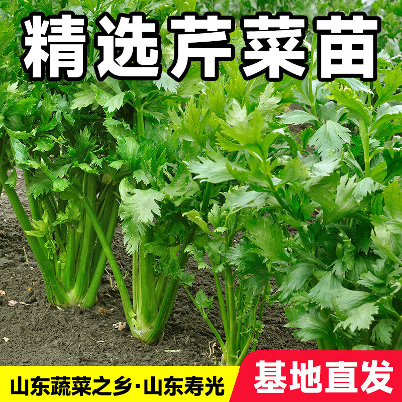 芹菜苗苗秧穴盘散装四季本地蔬菜种老品种山东寿光黄心小香芹菜苗