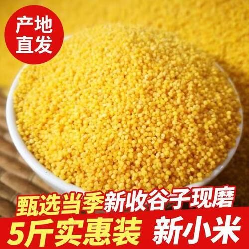 新疆长寿之乡沙漠小米优质小米农家自产新米网红小米五谷杂粮