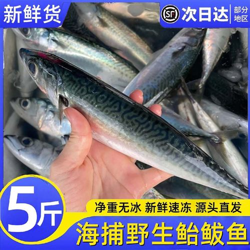 新鲜鲅鱼冷冻青鱼整条6斤鲐鲅鱼