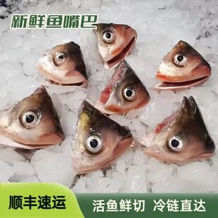 新鲜鱼嘴巴现杀鲢鱼头冷冻大鱼头饭店剁椒鱼头淡水胖头鱼冰鲜鱼唇