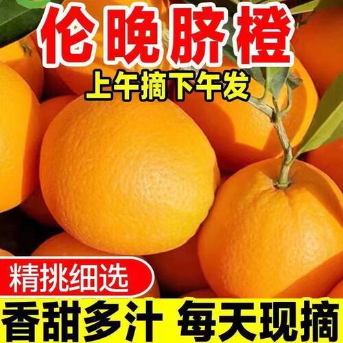 正宗伦晚春橙橙子新鲜5斤水果大甜榨汁果冻秭脐归直批发整箱