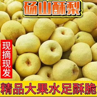 正宗安徽砀山酥梨新鲜水果现摘原产地发货应季特产烤梨整箱包邮