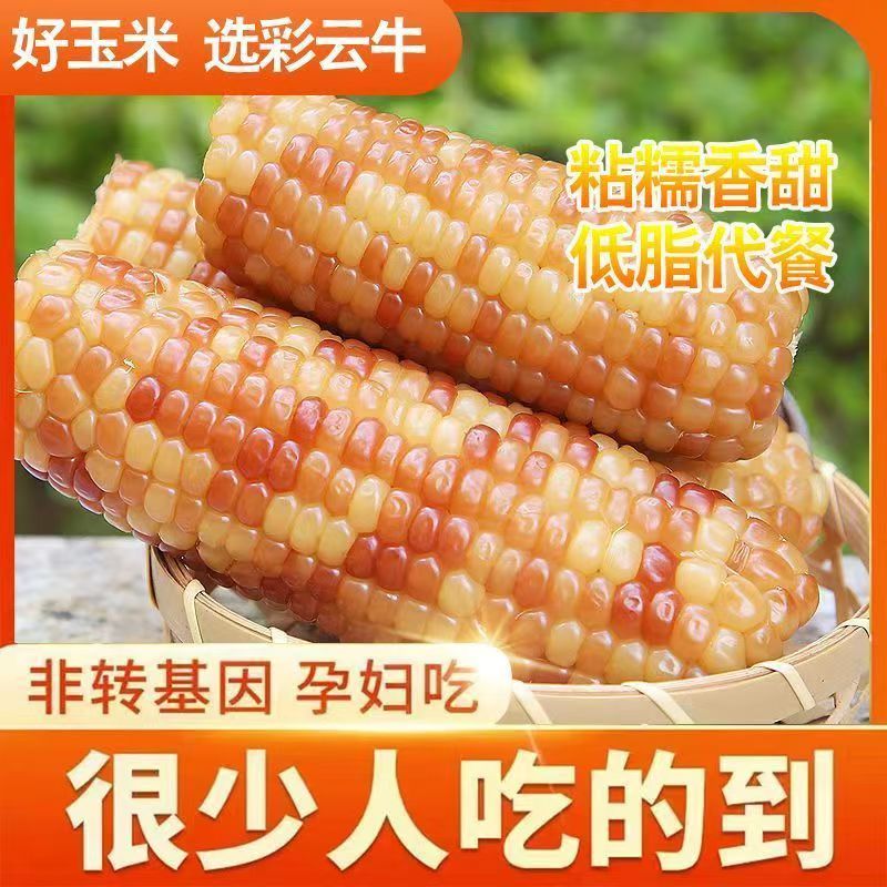 5斤 西双版纳香糯小玉米新鲜花糯甜糯玉米棒真空开袋即食早餐