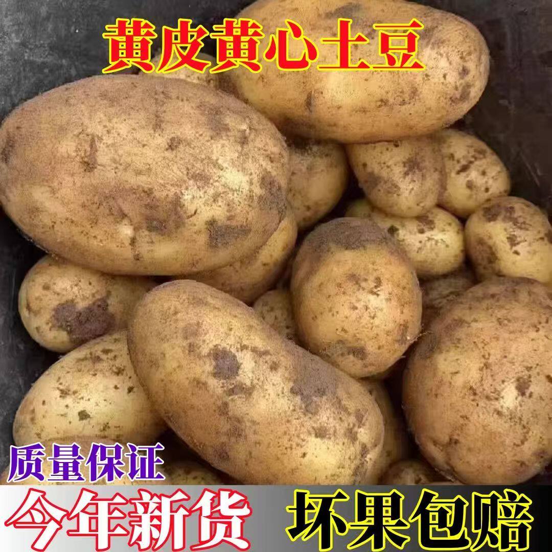 2026年当季新鲜现挖黄心沙面农家土豆高山种植粉糯马铃薯