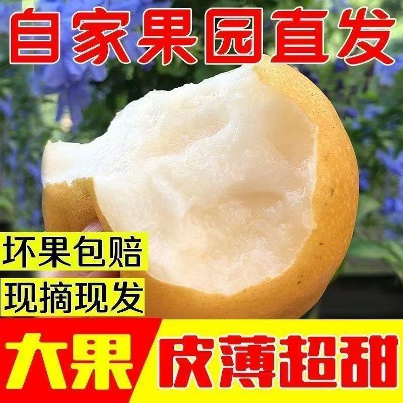 新鲜黄圆梨水果现摘黄圆梨脆甜多汁当季果园种植整箱包邮产地直发