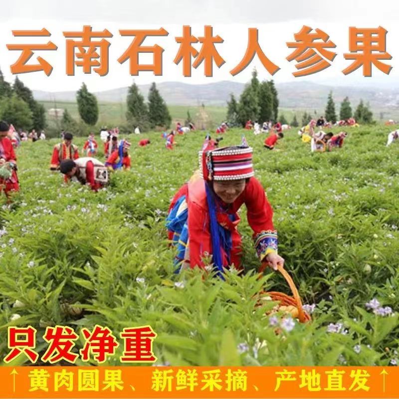 云南石林人参果树上熟人叁果人生果新鲜水果当季黄肉整箱