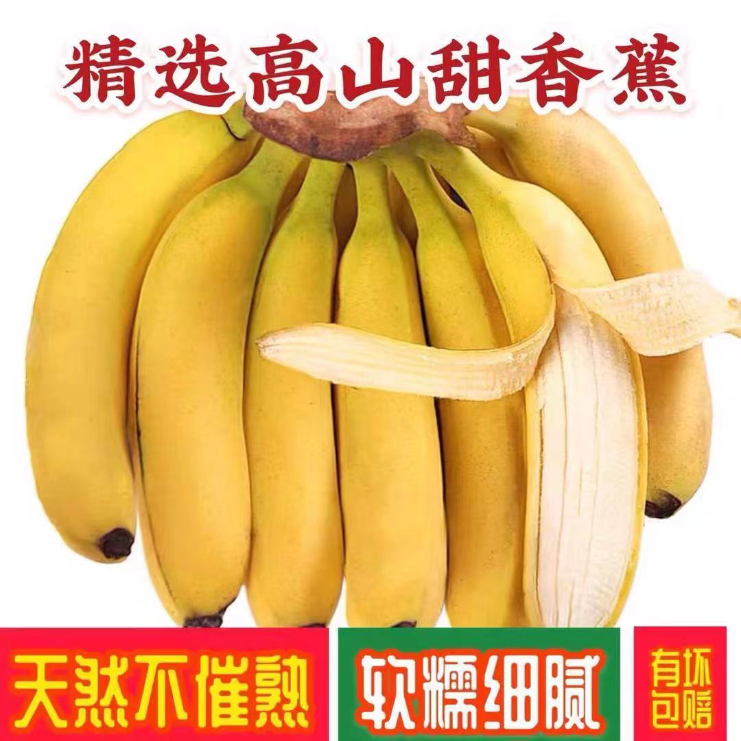 云南香蕉高山大香蕉中果现摘新鲜水果甜生青香蕉banana自然熟绿皮
