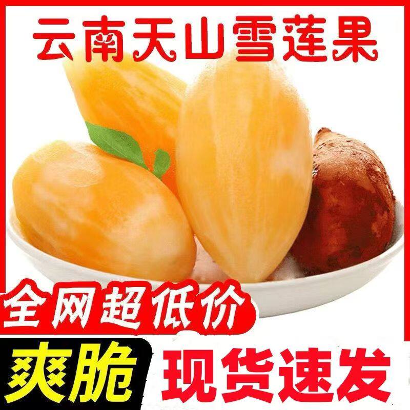 天山雪莲果新鲜水果云南特产当季整箱大果鲜果雪连果黄心一级批发