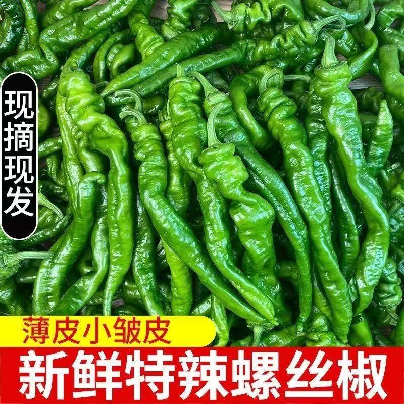 农家自种螺丝椒青椒香辣薄皮辣椒菜新鲜蔬菜现摘香辣辣椒超特辣子