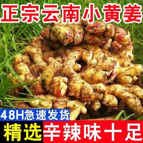 正宗云南小黄姜5斤红河新鲜生姜老姜现挖高山沙姜老姜土姜种蔬菜