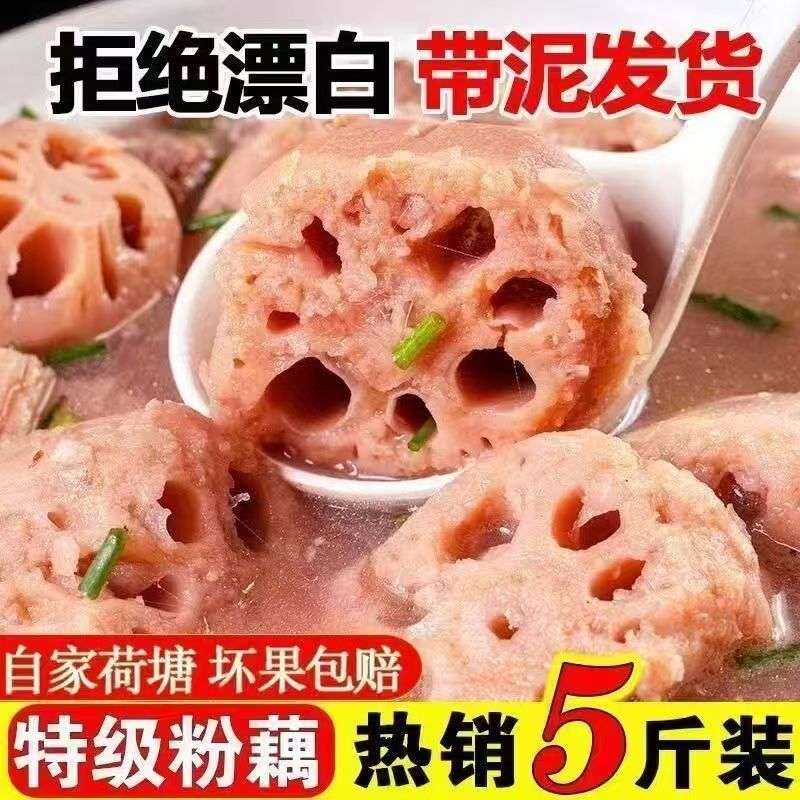 现摘现发湖北洪湖粉藕新鲜煲汤藕青泥巴藕面藕炖汤粉糯九孔莲藕