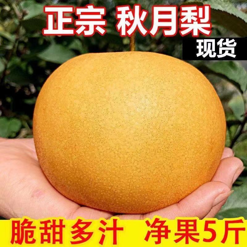 秋月梨子新鲜水果当季整箱正宗现摘莱阳黄花梨应季现摘礼装
